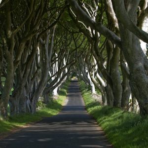 Dark Hedges, County Antrim_master