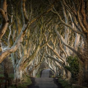 Game of Thrones ® - The Dark Hedges_The Kingsroad_master