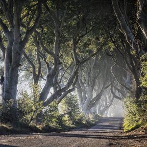 Game of Thrones® - The Dark Hedges_The Kingsroad_master