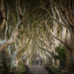 The Dark Hedges_master (1)