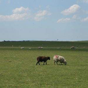 1280px-SheepGrazingCurragh 1280px-SheepGrazingCurragh