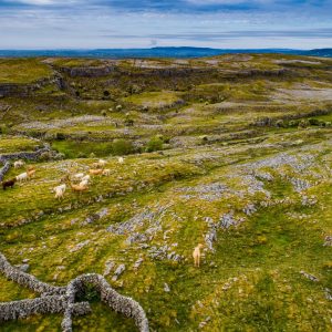 For thousands of years, Burren farmers have marked the end of summer by herding their cattle onto winterage pastures in the limestone uplands where they spend the winter grazing.