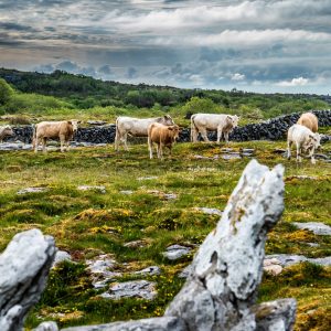 Burren Cattle Drive, The Burren, Co Clare_master For thousands of years, Burren farmers have marked the end of summer by herding their cattle onto winterage pastures in the limestone uplands where they spend the winter grazing.