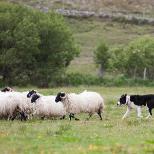 Sheep herding at Glen Keen Farm