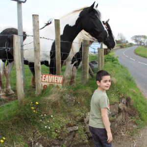 Horse's and smiles Giant's Causeway