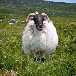 Ring-of-Kerry_master-scaled