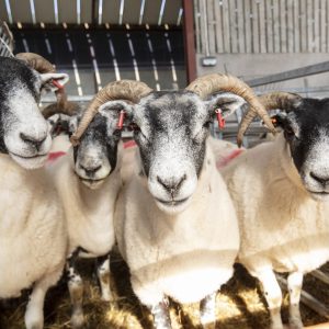 Sheepdog herding at Glenshane Country Farm - Embrace a Giant Spirit _Please refer to Tourism NI's Brand Guidelines_master